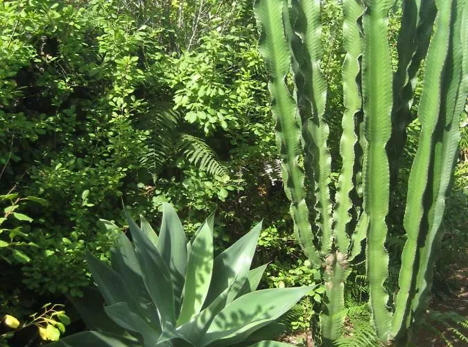 Feriehus Finca Los Corrales